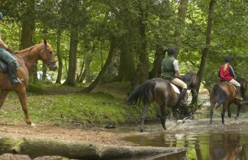 New Forest Activities